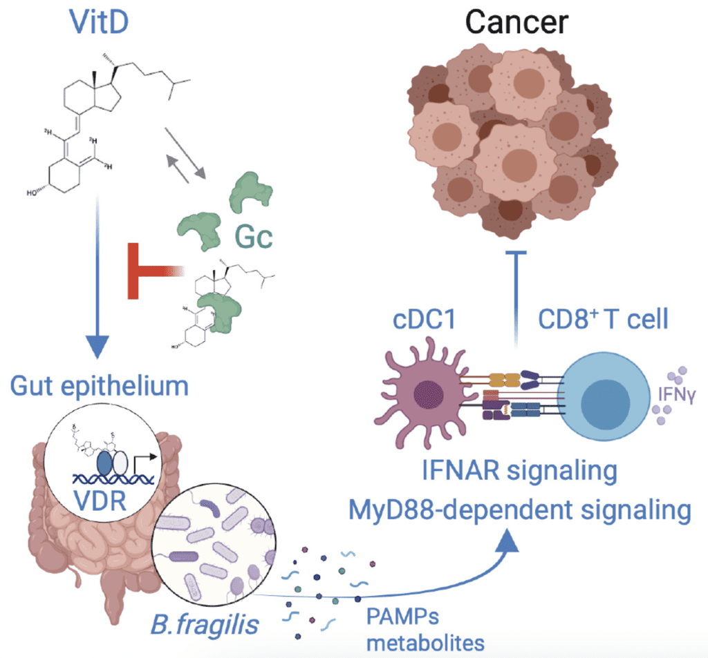 Featured Publication on Cancer Immunosurveillance
