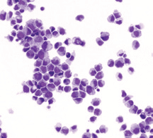 High-resolution microscopic image of blood cells