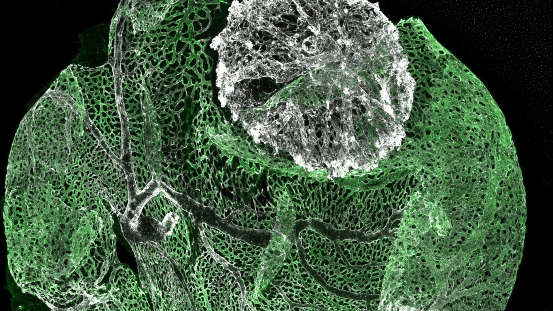 Image showing green and white stained yolk sac and placenta of mouse embryo