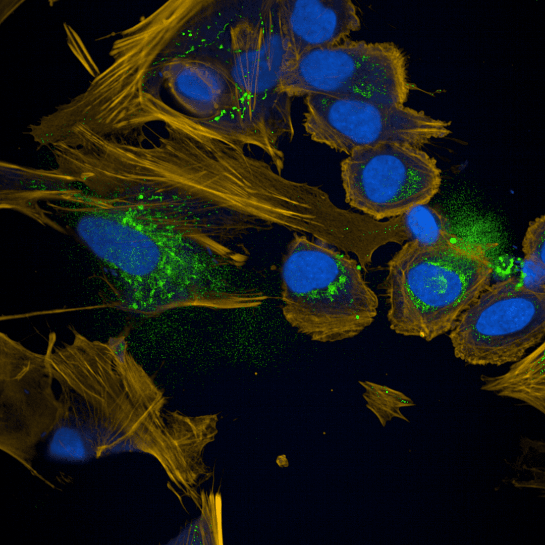 High-resolution microscopic image showcasing mitochondrial structures