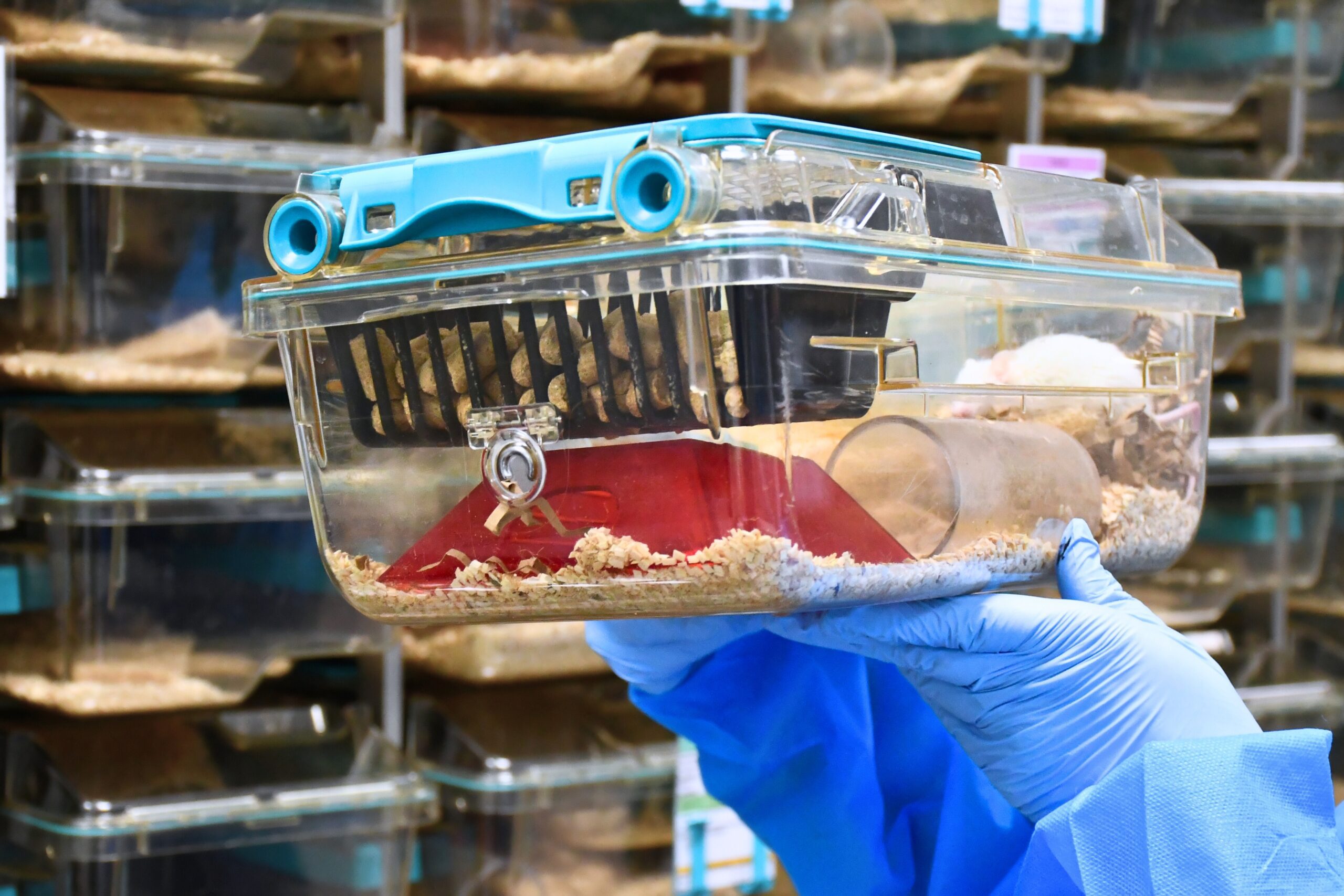 Inspecting a cage held high white mice