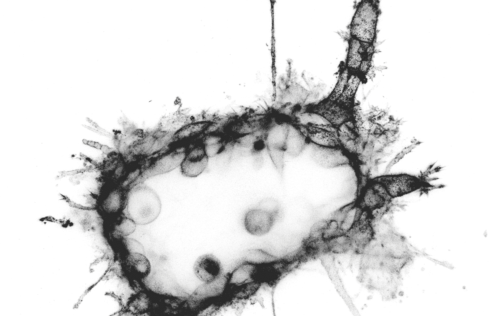 Microscopy image from the RNA Dynamics team