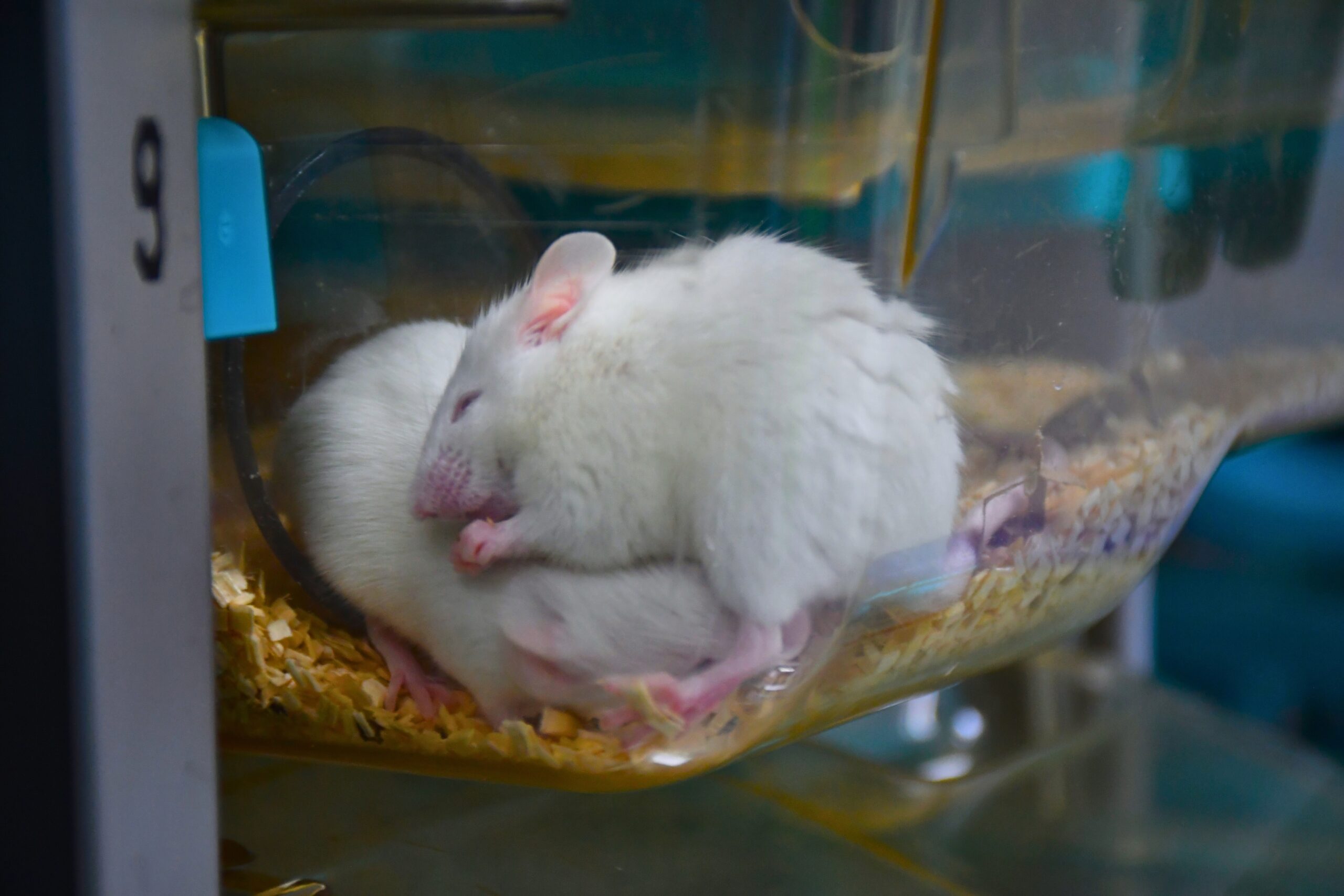 Two mice sleeping