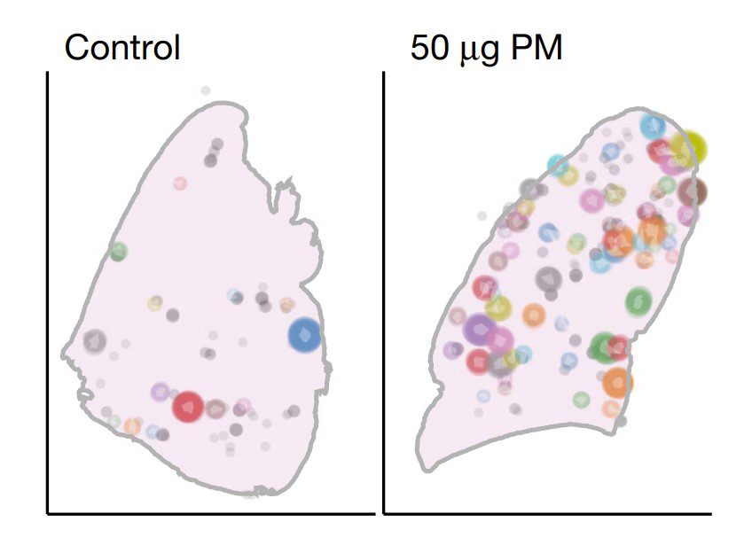 Two plots showing EGFR positive clusters in human lung lobes, with a few clusters in the control sample (left), and many more clusters in the 50ug PM sample (right)