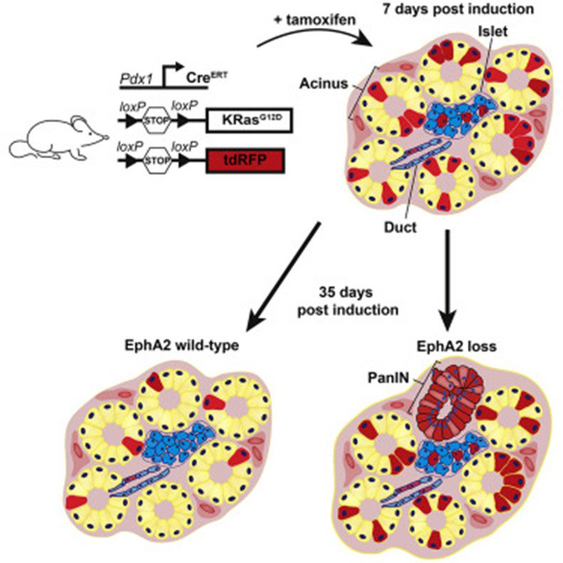 Article graphical abstract showing the creation of genetically modified mouse and the production of pancreatic cancer tissues