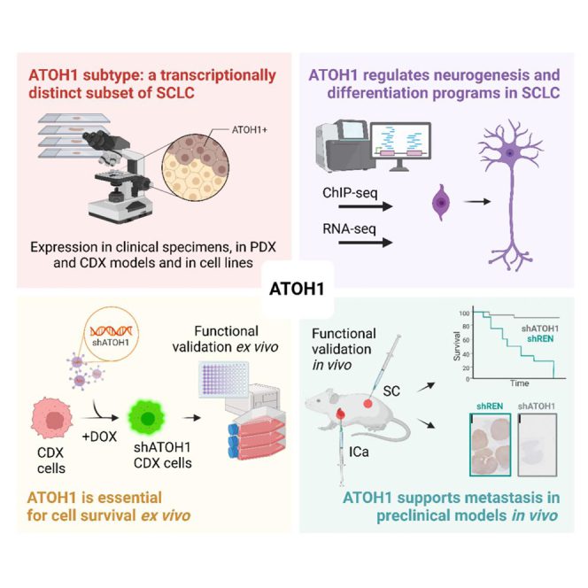 Graphical abstract showing transcription factor subtype ATOH1 in Small Cell Lung Cancer tumours