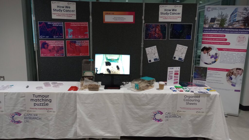 Photograph showing research engagement activities at the Universally Manchester festival in 2025, with tables covered in hands-on activities