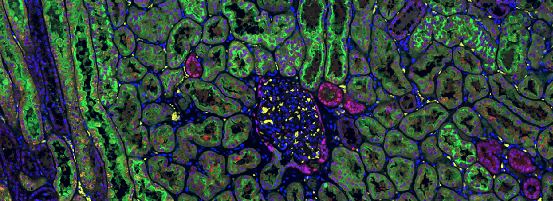 Immunofluorescence image of tissue