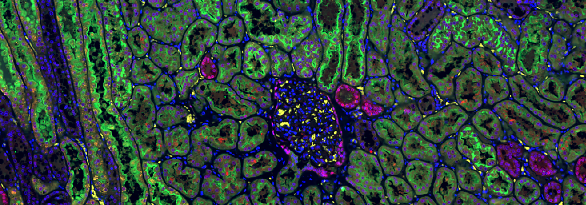 Immunofluorescence image of tissue