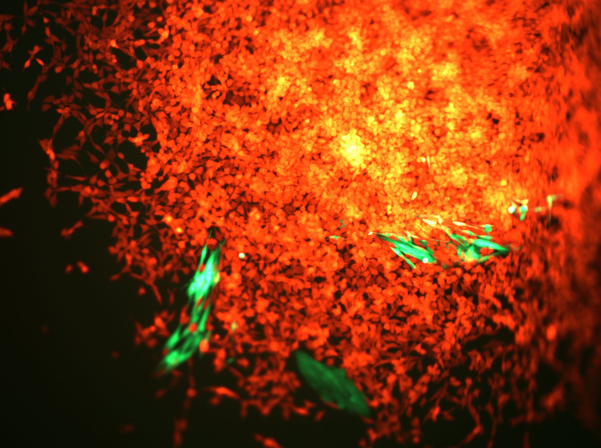 Colourful immunofluorescent image of a 3D tumour-like spheroid