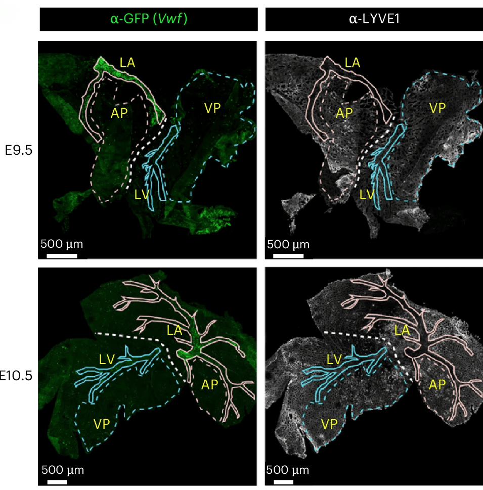 Microscope image showing differences in developmental stages