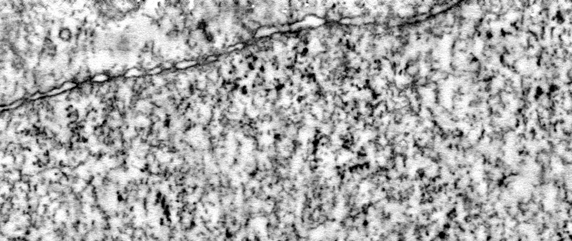 Electron Microscope Tomogram of a cell nucleus and nuclear membrane