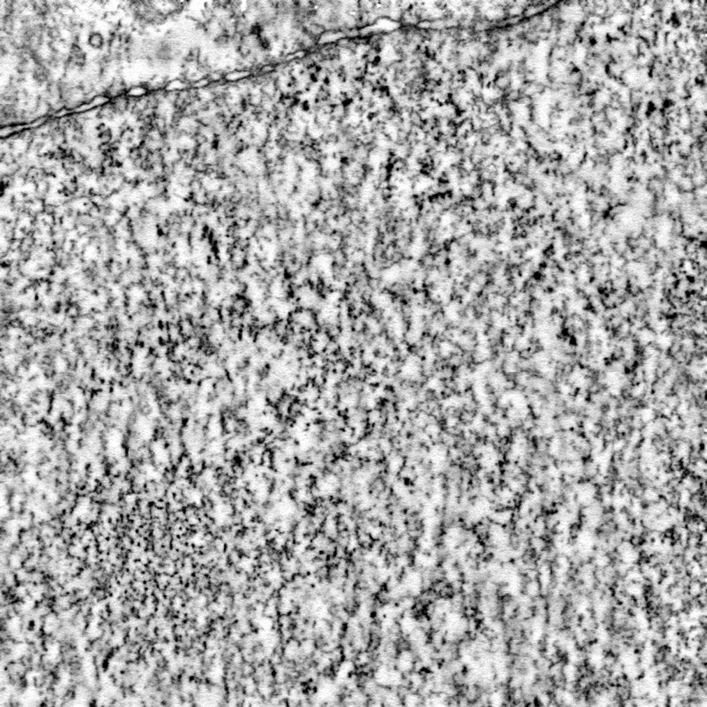Electron Microscope Tomogram of a cell nucleus and nuclear membrane