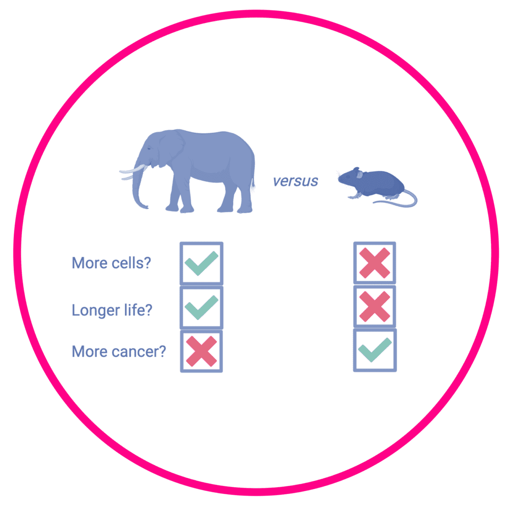 A graphics of an elephant and a rat. While the elephant is show to have a long life and more cells, the mouse paradoxically has higher cancer rates