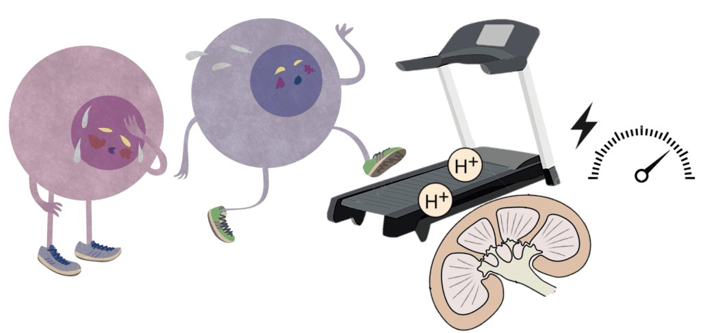 Two cartoon white blood cells appear exhausted after running on a treadmill covered in metabolic waste.