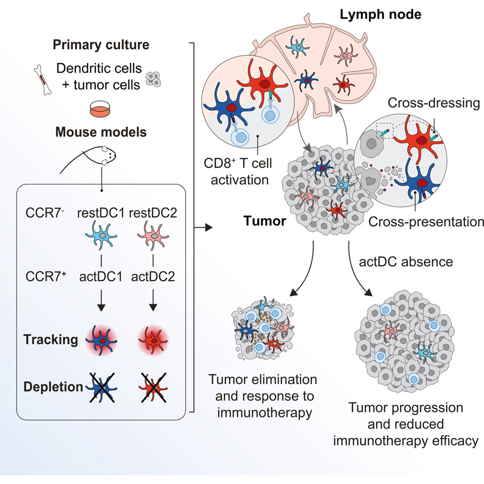 An infographic showing the role of different dendritic cell types in the success of immunotherapy treatments. Activated dendritic cells are linked to tumour shrinkage under immunotherapy treatments, while tumours grow without these cells present